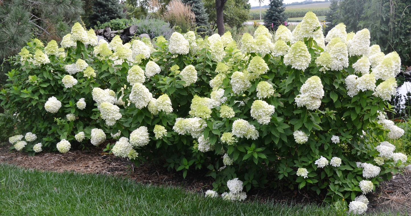 Hydrangea paniculata 'Limelight'