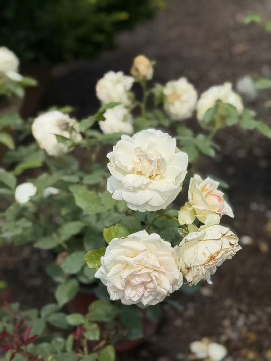 Eden Climber® White
