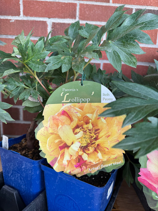 Itoh Peony 'Lollipop'