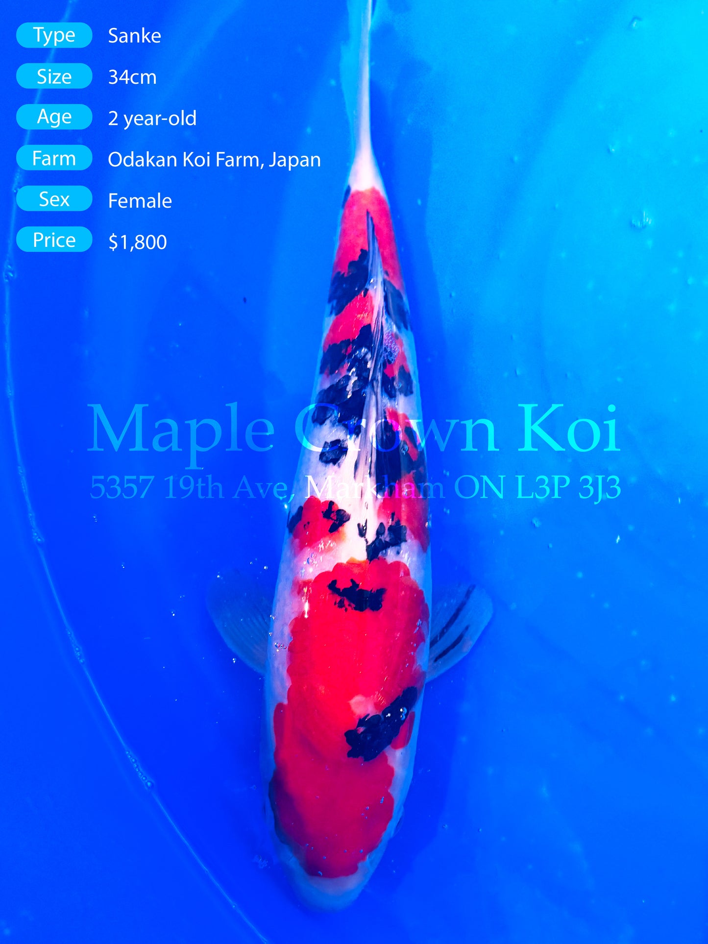 Sanke 34cm