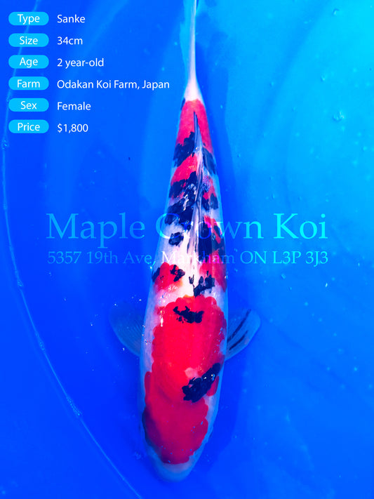 Sanke 34cm