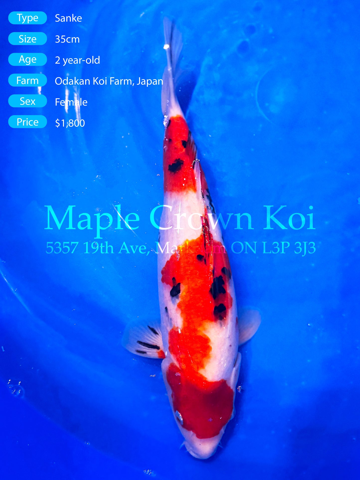 Sanke 35cm