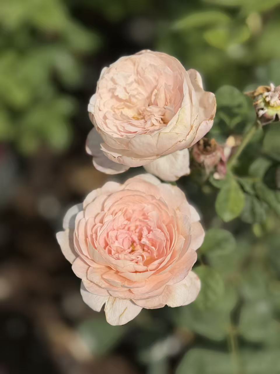 Queen of Sweden™ David Austin Rose