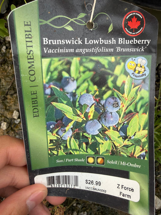 Blueberry 'The Brunswick Lowbush'