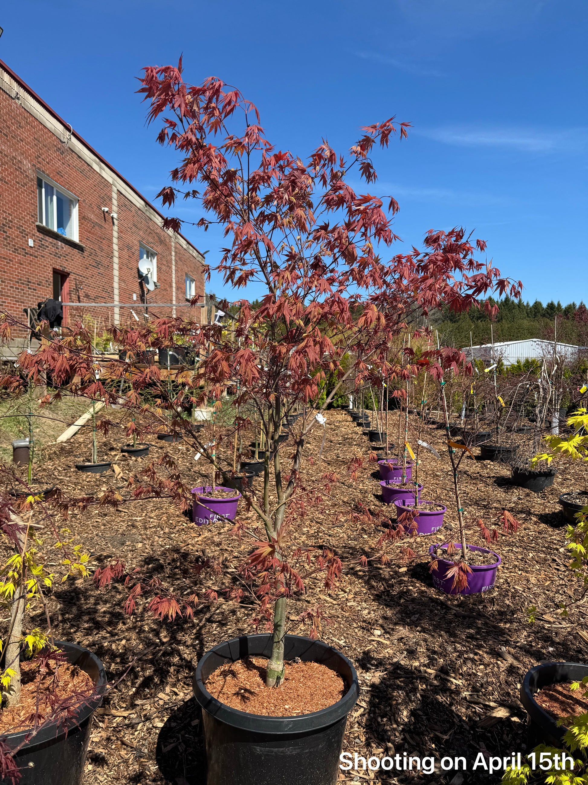 Rhode Island Red Japanese Maple red foliage tree