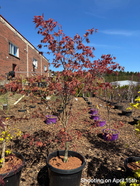 Rhode Island Red Japanese Maple (Acer palmatum 'Rhode Island Red')