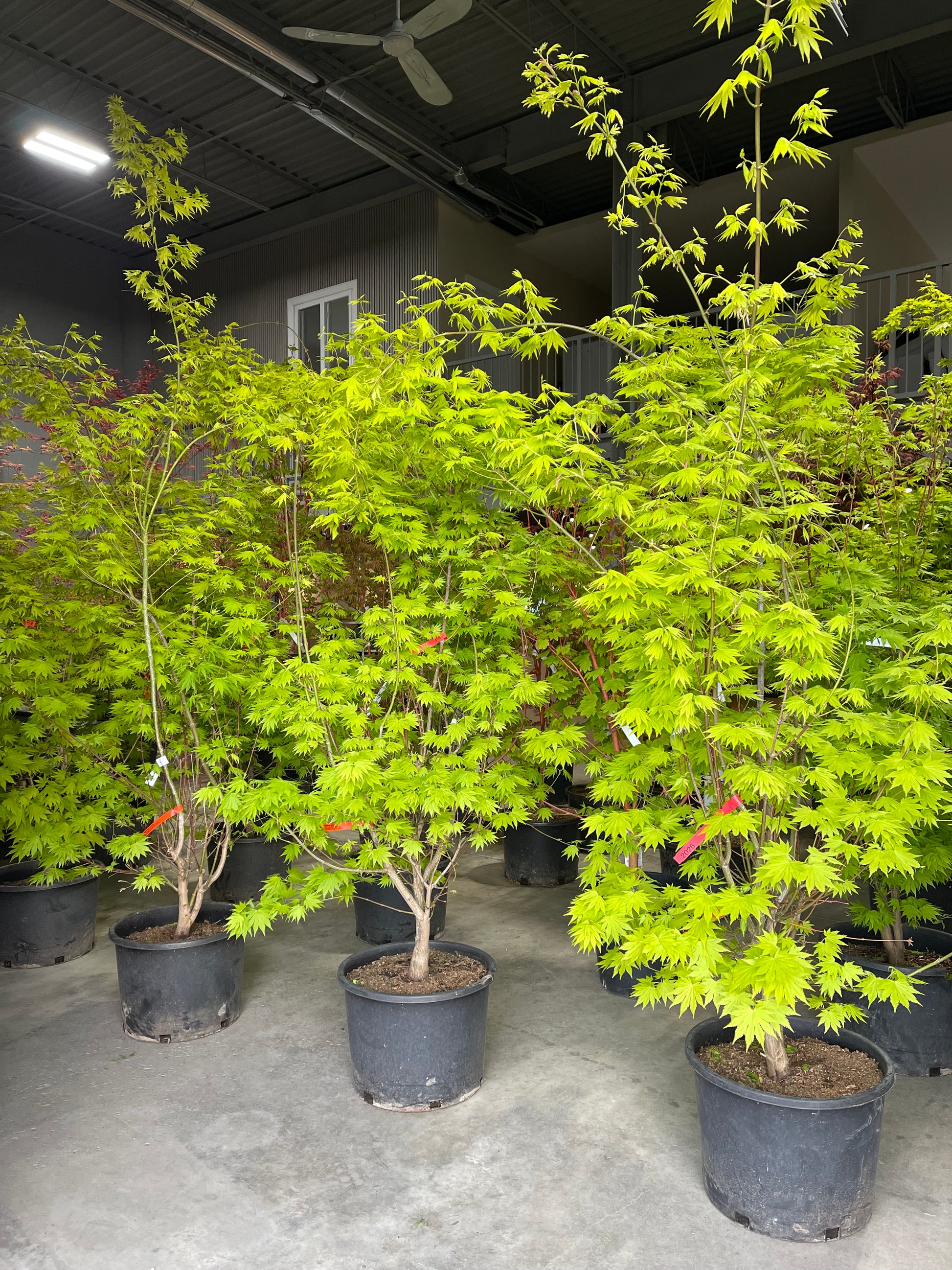 Acer palmatum ‘Jordan’ Japanese maple for sale in Markham at Z Force Farm