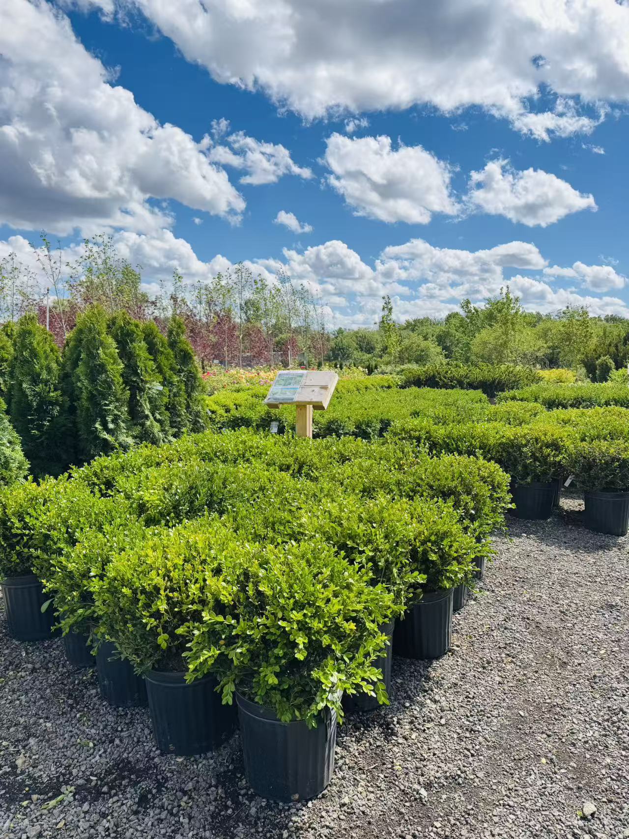 Winter Gem Boxwood for sale in Toronto