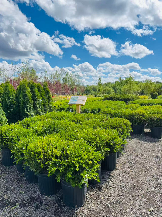 Winter Gem Boxwood for sale in Toronto