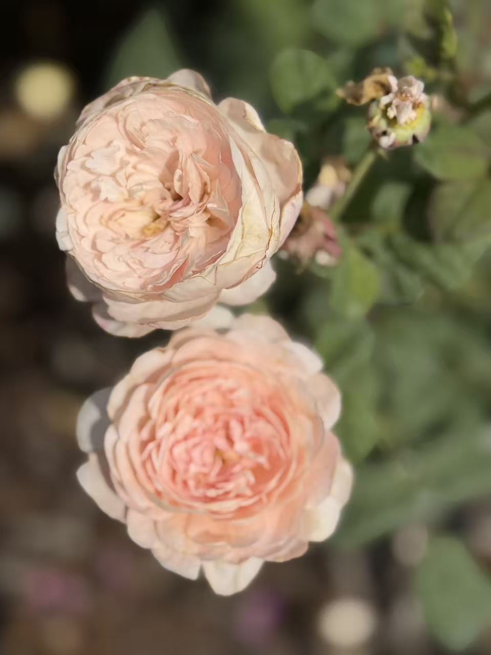 Queen of Sweden™ David Austin Rose