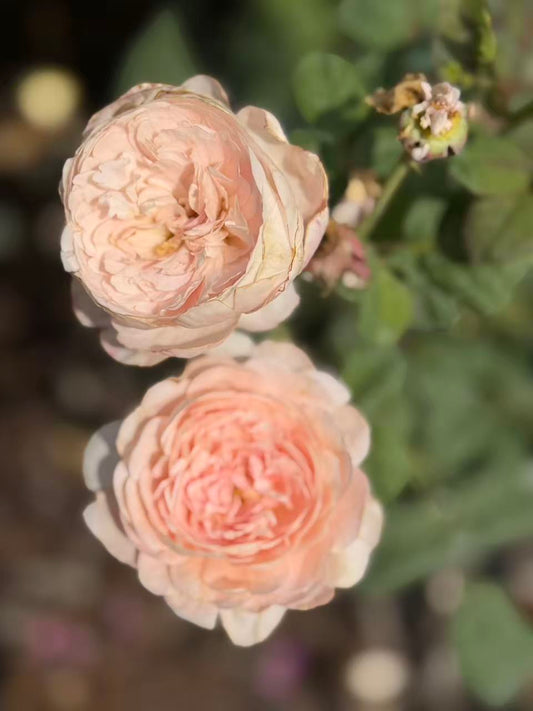 Queen of Sweden™ David Austin Rose