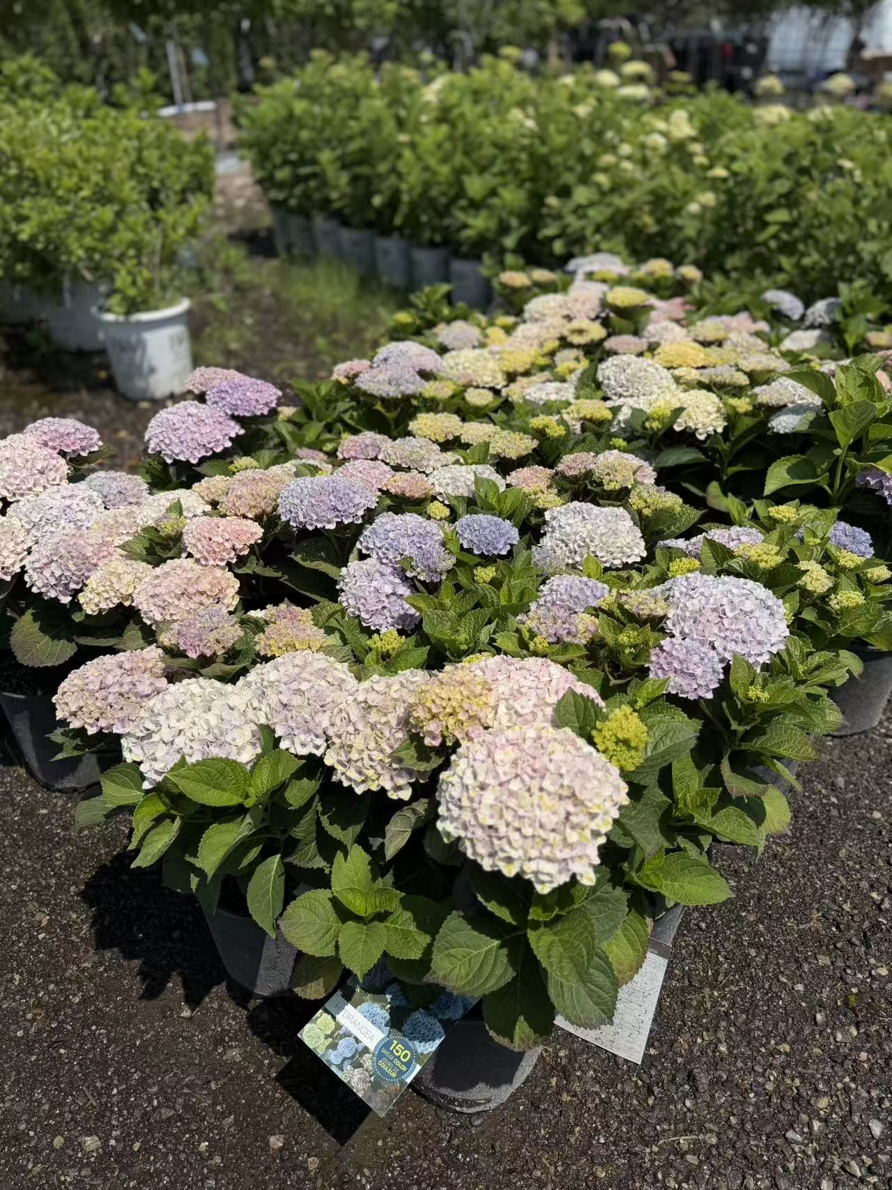 Magical Revolution Hydrangea