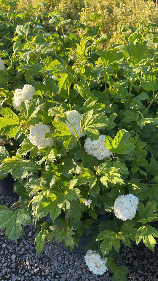 European Snowball Viburnum
