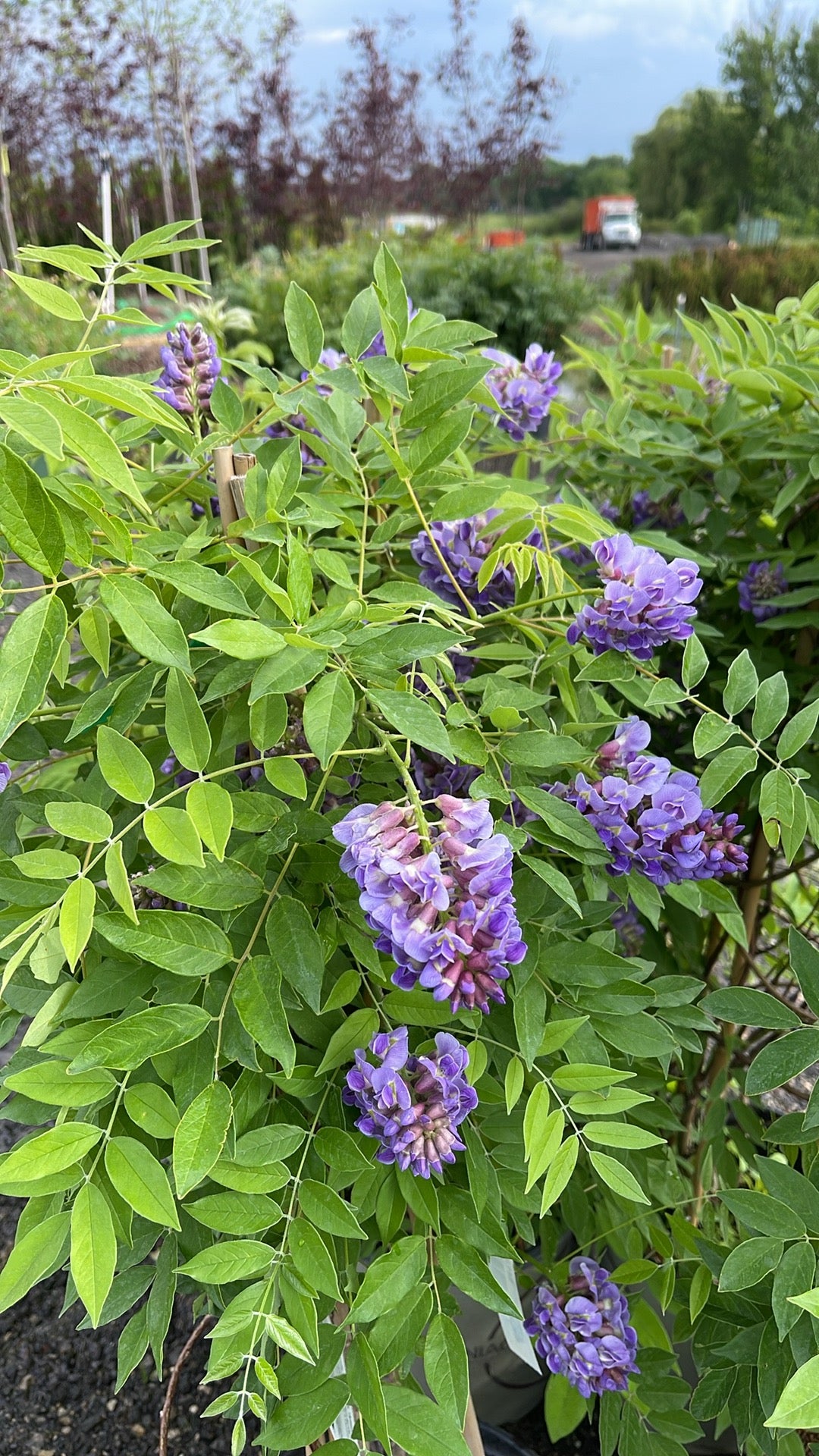 Amethyst Falls Wisteria