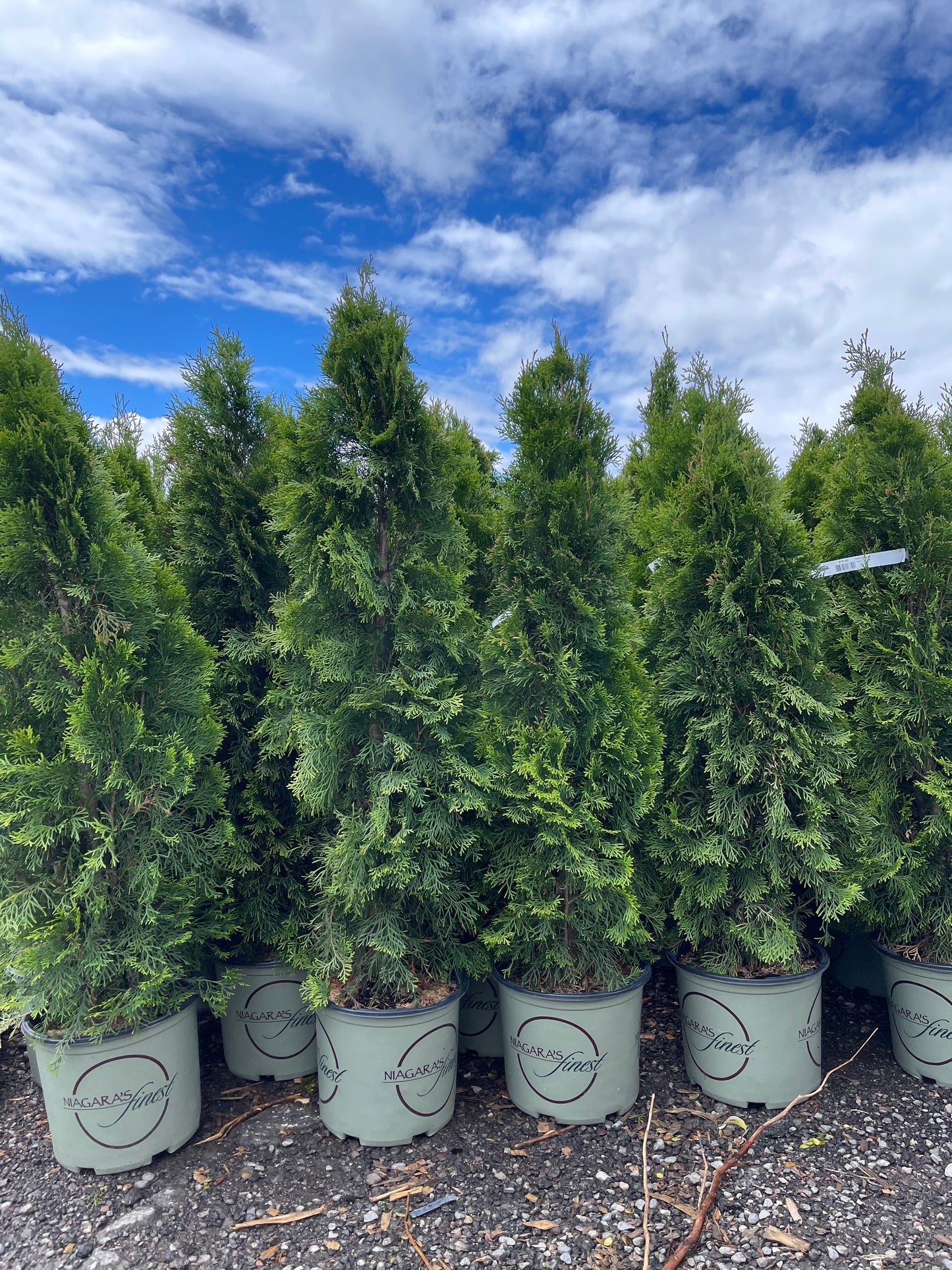 3.5-4 Ft Emerald Cedar