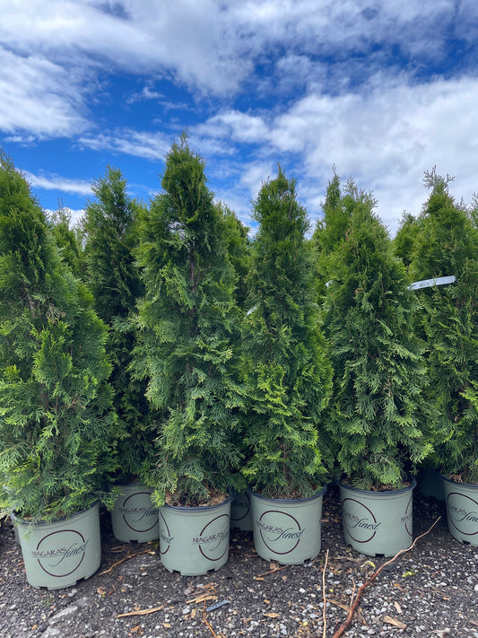 4FT Emerald Cedar