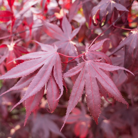 Acer Palmatum 'BloodGood' Single Stem