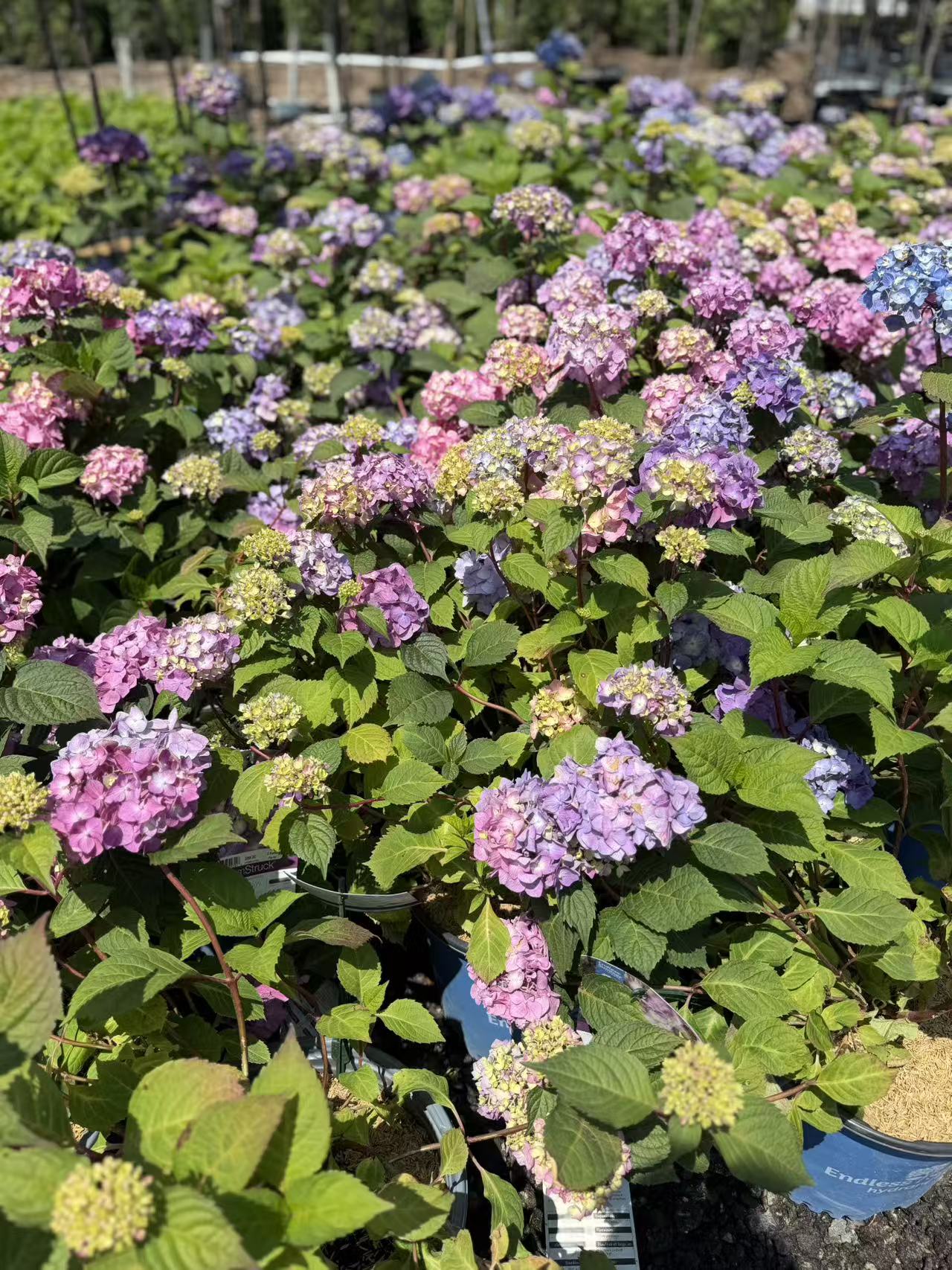 Hydrangea macrophylla Endless Summer 'BloomStruck'
