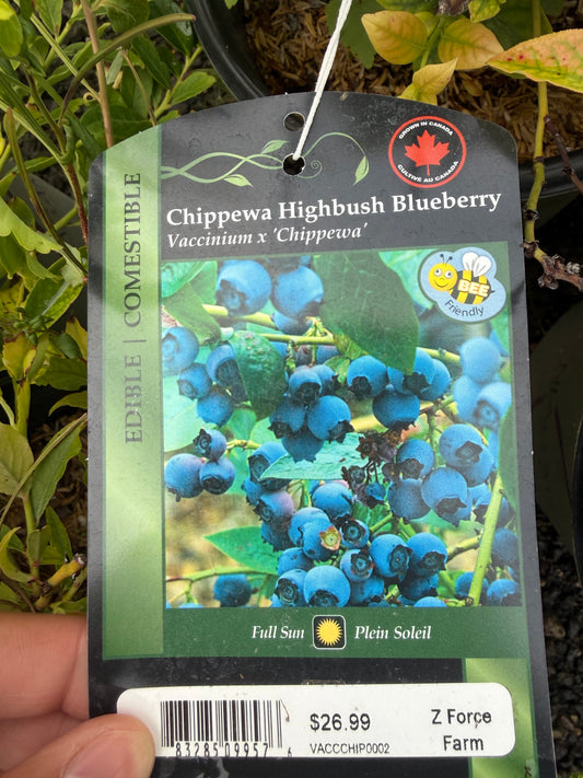 Blueberry 'Chippewa'