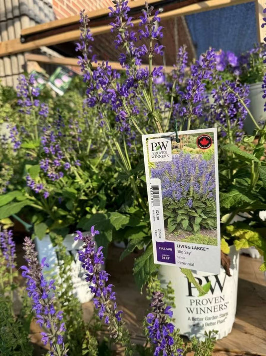 Salvia Living Large® ‘Big Sky’ PW