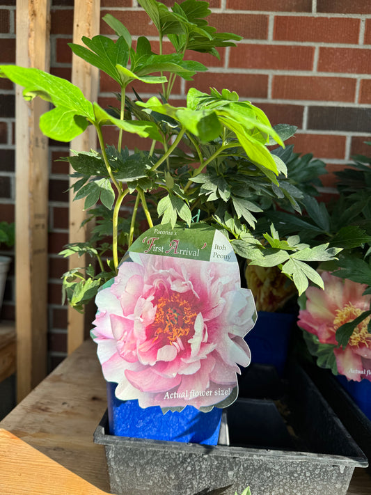 Itoh Peony 'First Arrival'