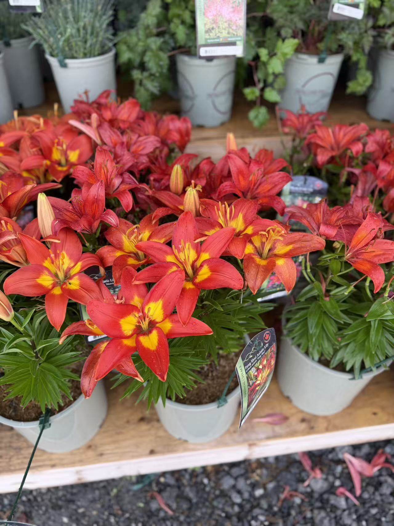 Feng Shui Asiatic Lily