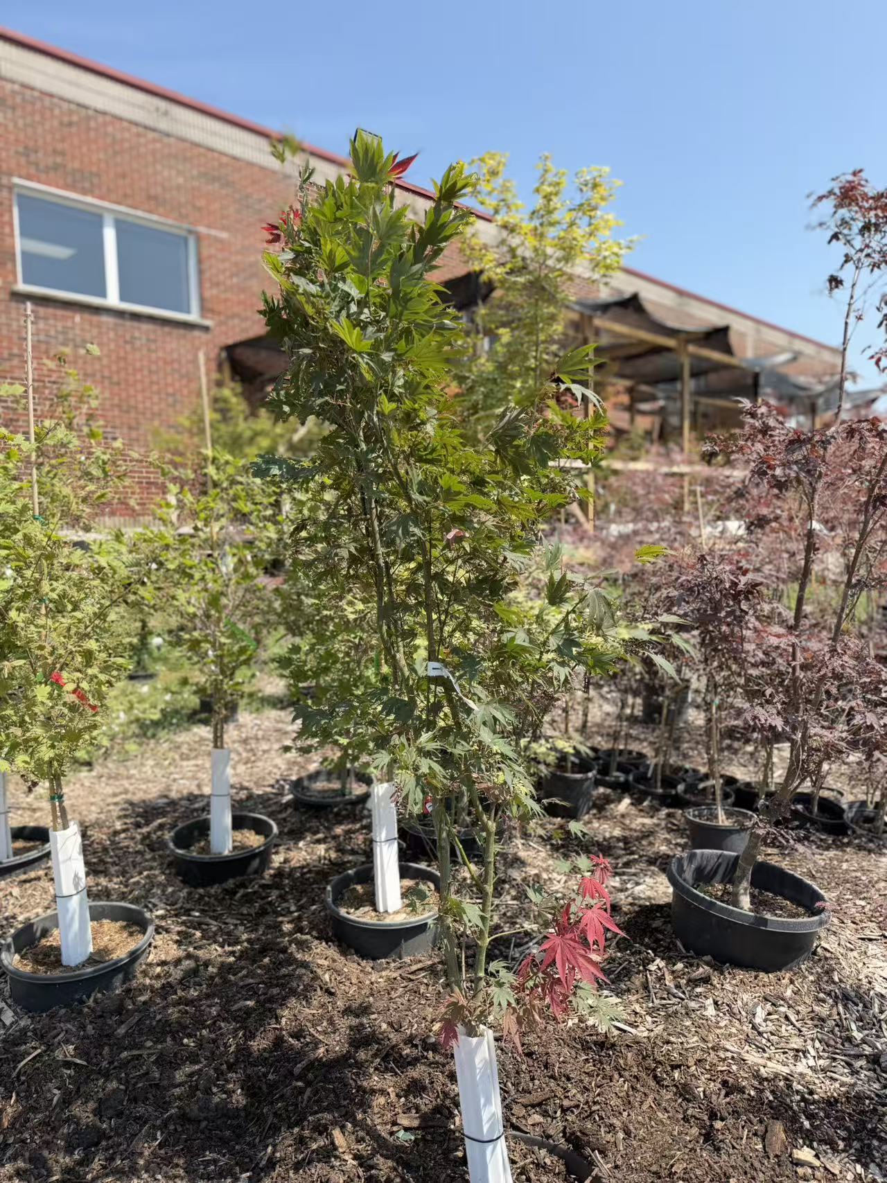 Acer shirasawanum Red dawn