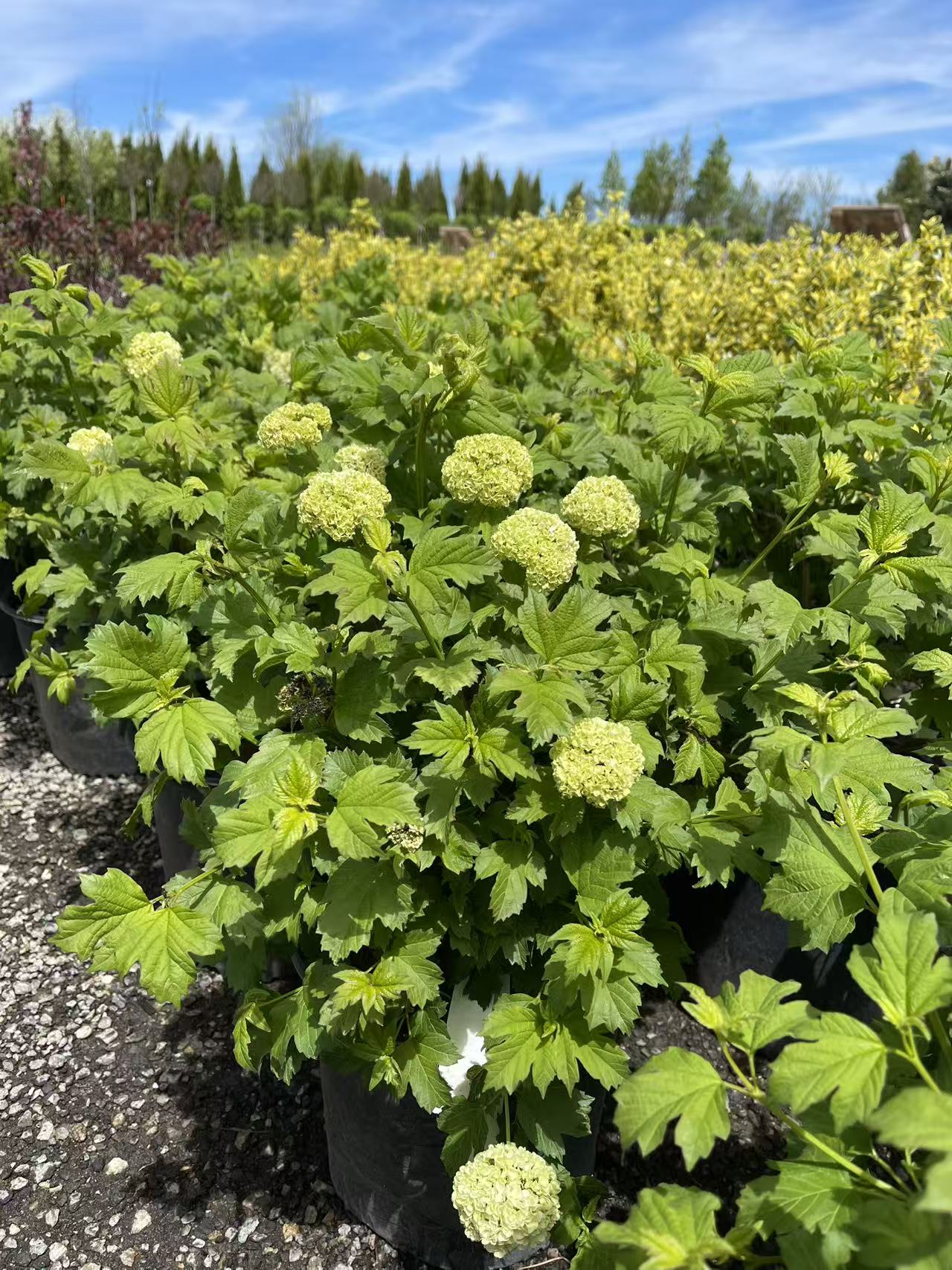 European Snowball Viburnum