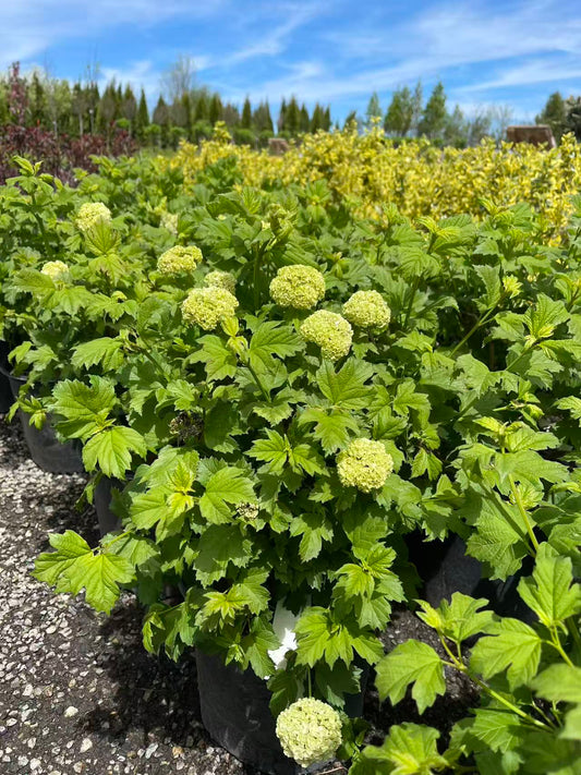European Snowball Viburnum