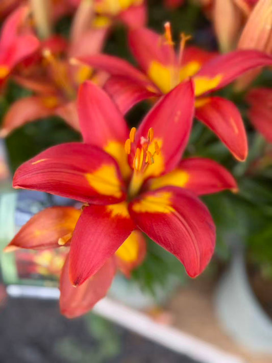 Feng Shui Asiatic Lily