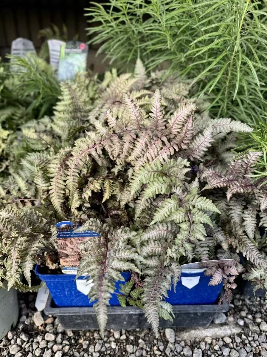 Fern Japanese Painted Regal Red