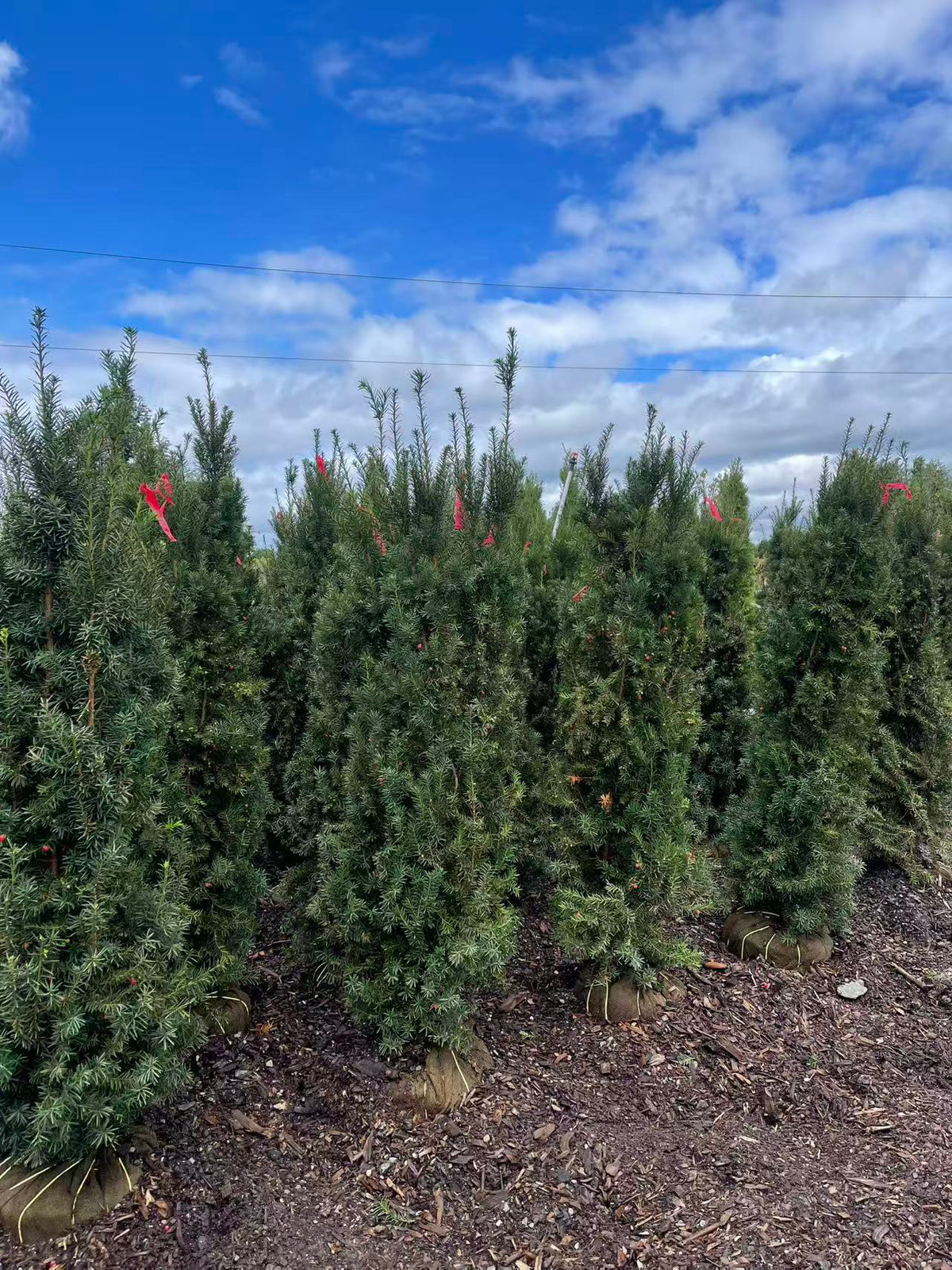 5–6 ft Hicks Yew nursery plant available in Markham