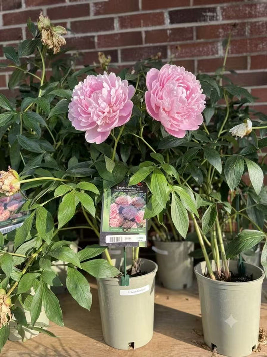 Peony 'Sarah Bernhardt'
