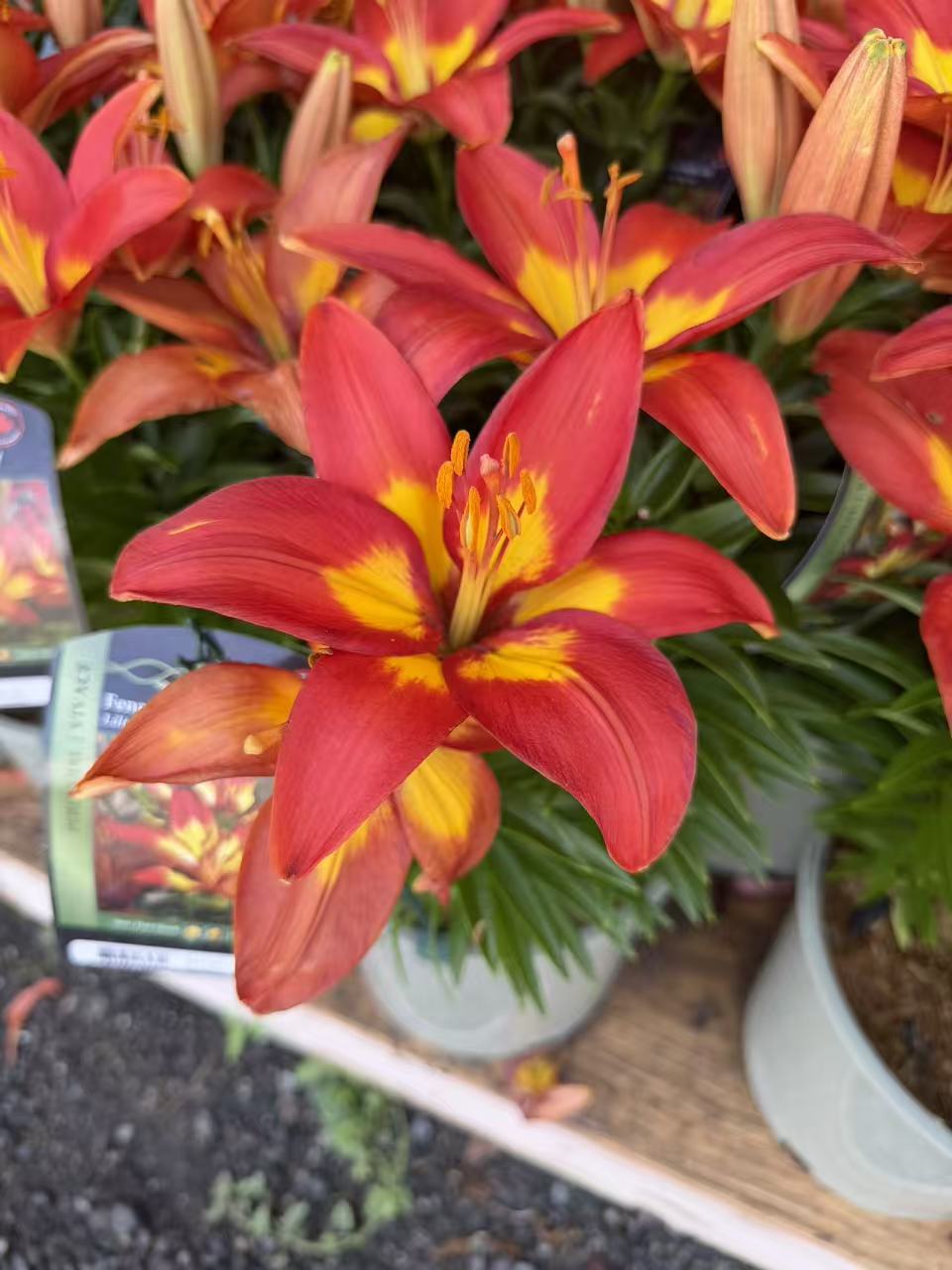 Feng Shui Asiatic Lily
