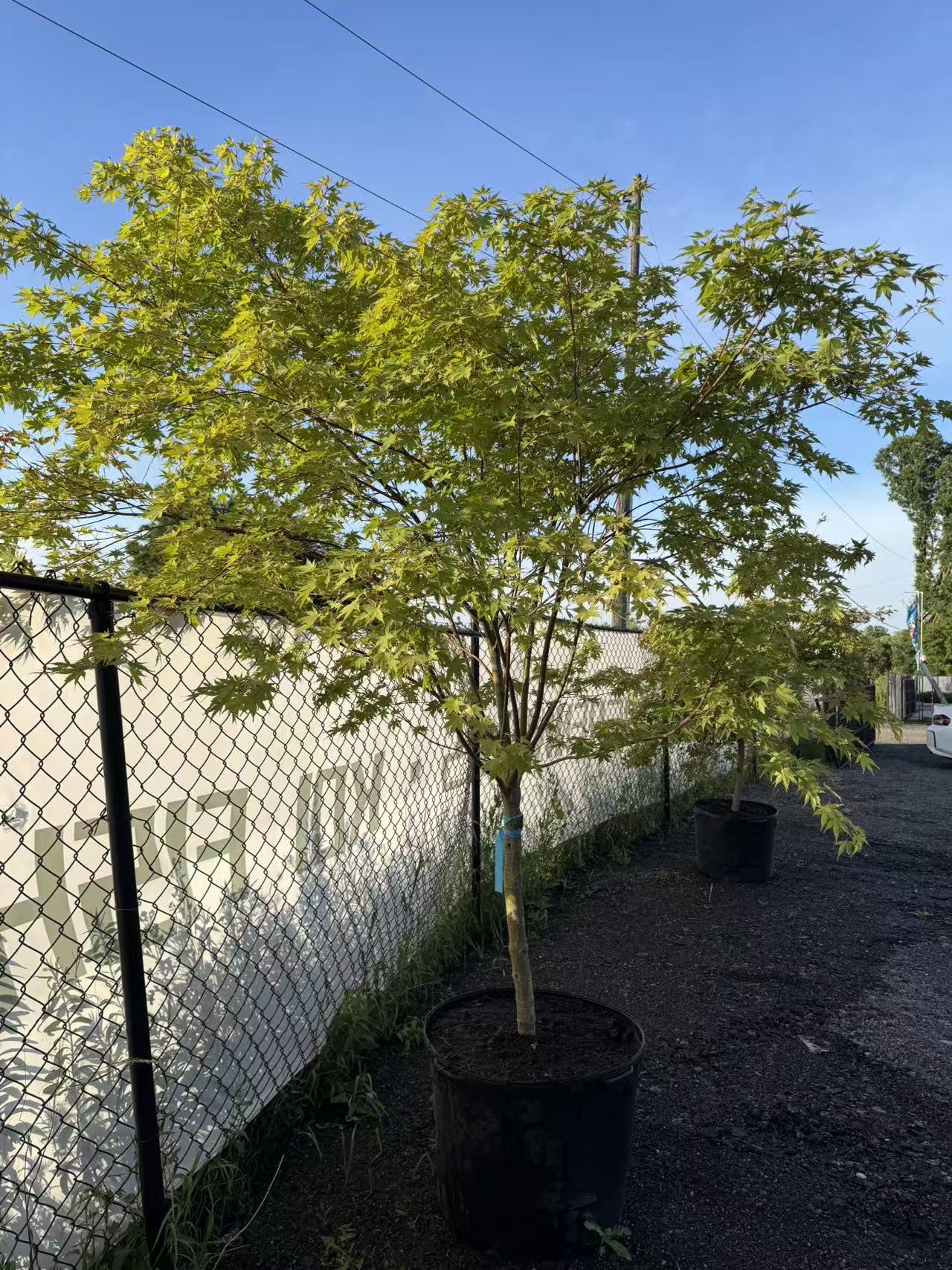 Acer palmatum Green Japanese Maple