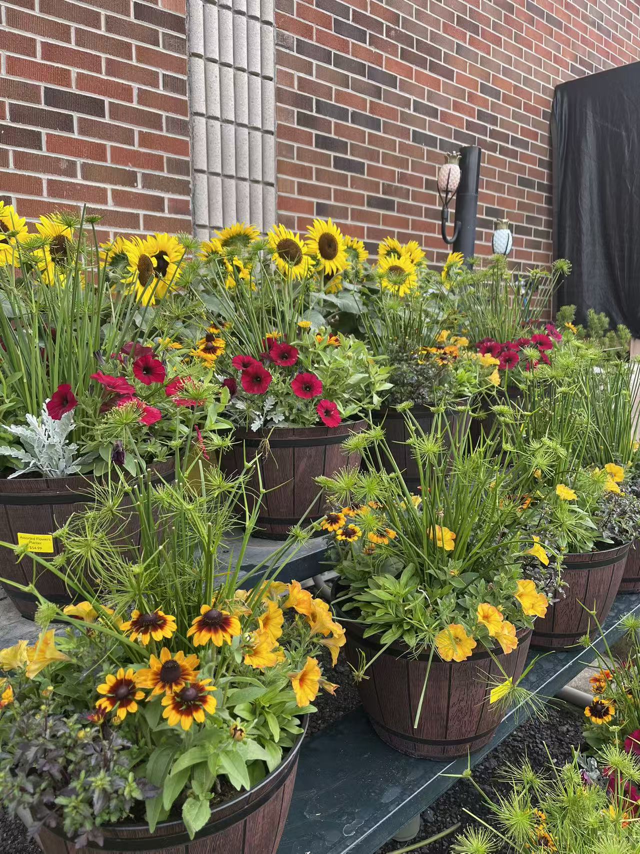 Annual Flowers Basket