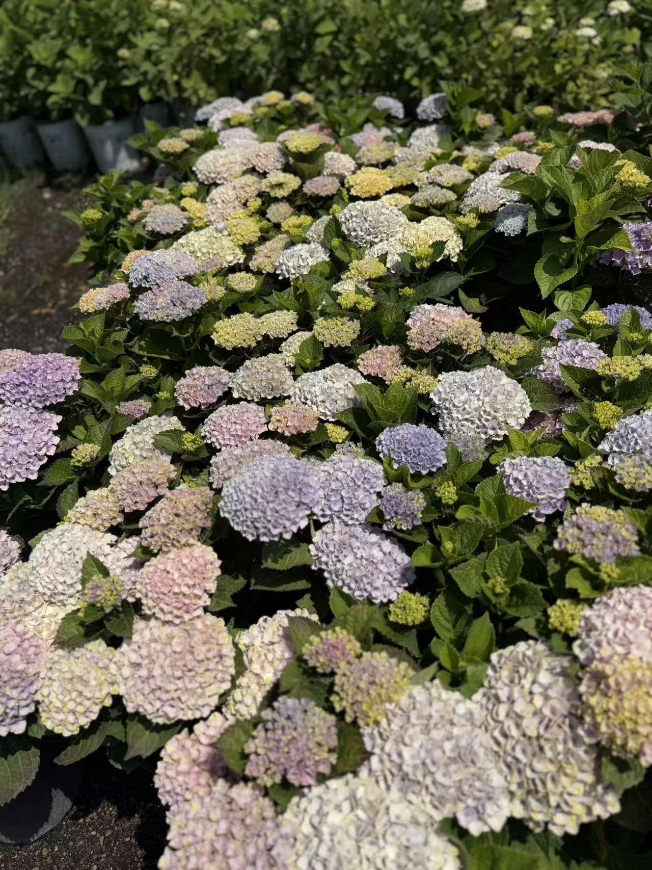 Magical Revolution Hydrangea
