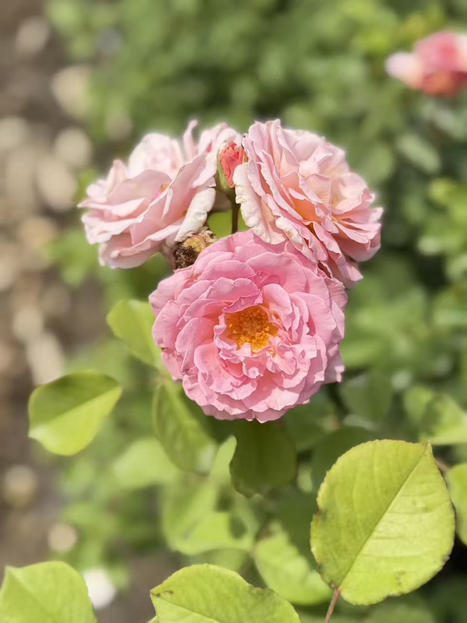 James Galway David Austin English Climbing Rose