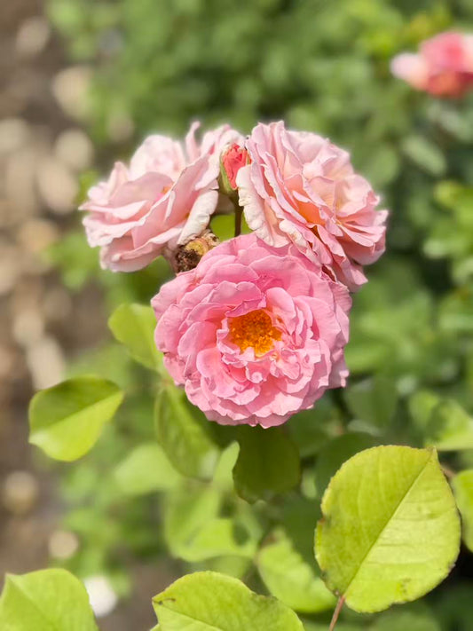 James Galway David Austin English Climbing Rose