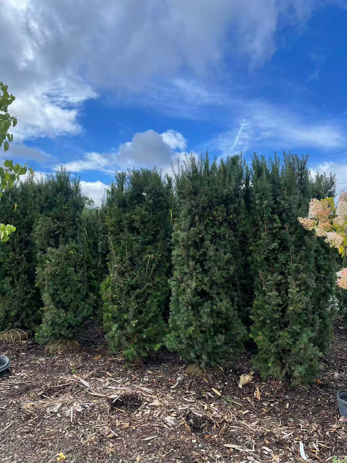 Tall Hill's Yew screening plants for Toronto properties