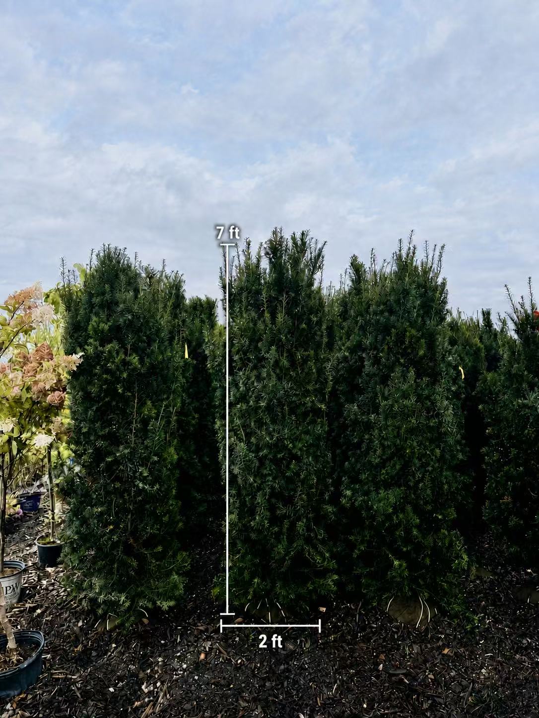 Hill's Yew privacy hedge plants with dense green foliage