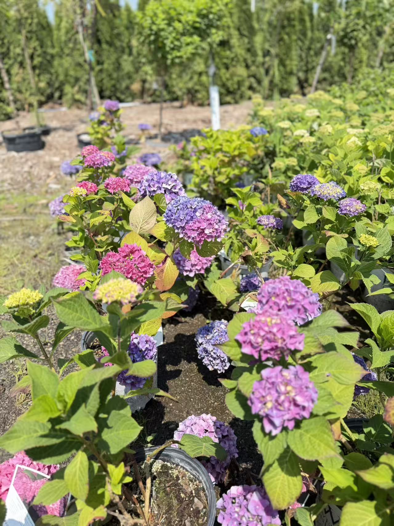 Hydrangea macrophylla Let's Dance® Blue Jangles®