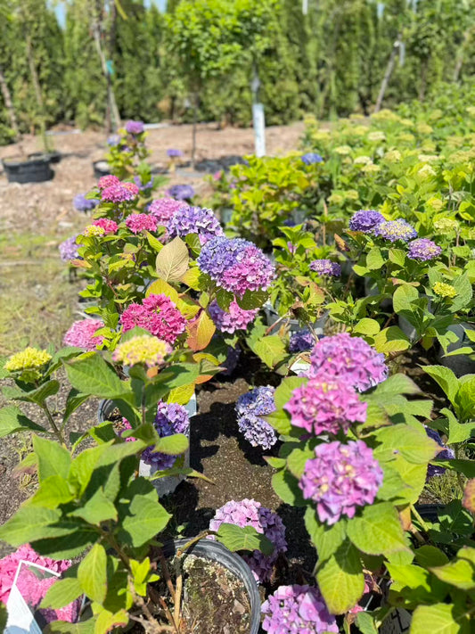 Hydrangea macrophylla Let's Dance® Blue Jangles®