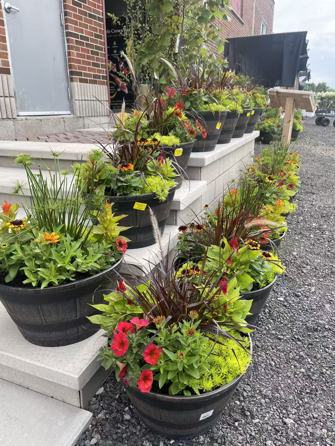 Annual Flowers in Whisky Barrel