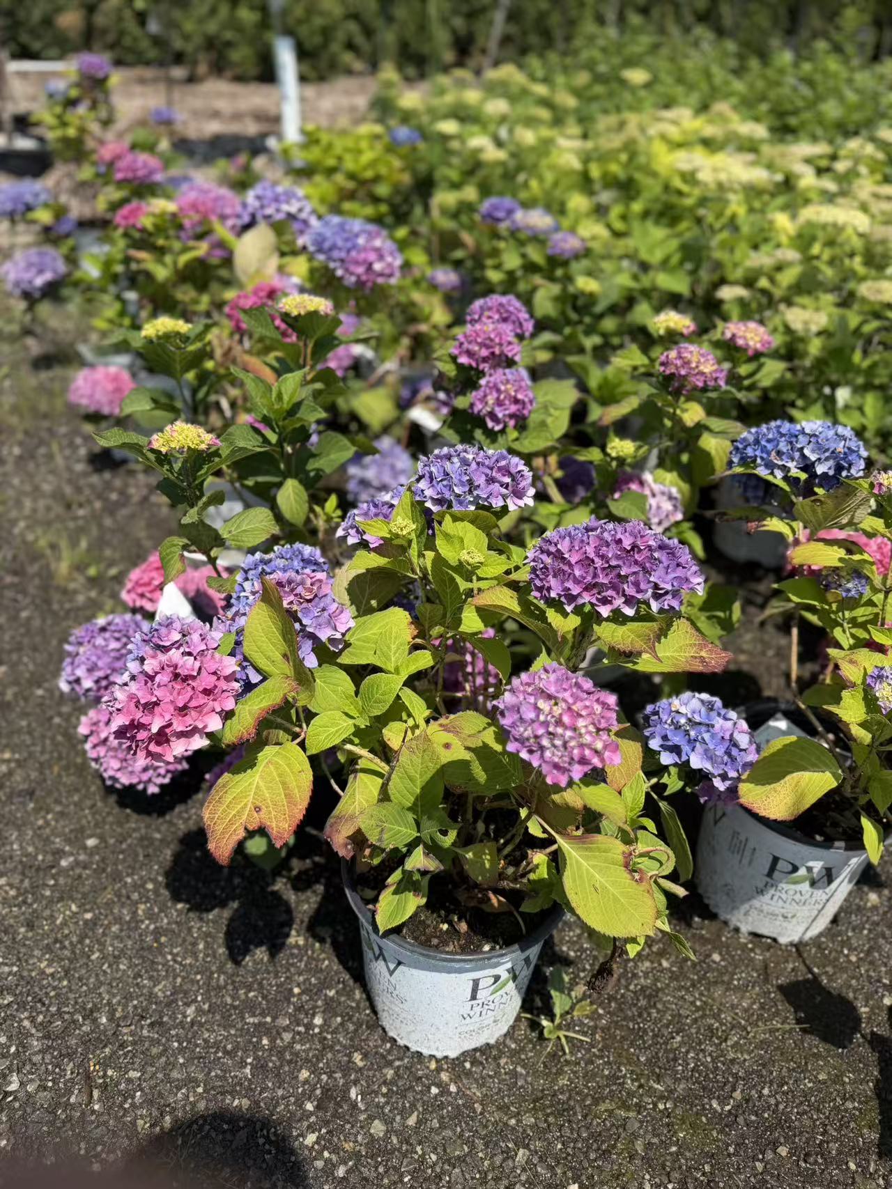 Hydrangea macrophylla Let's Dance® Blue Jangles®