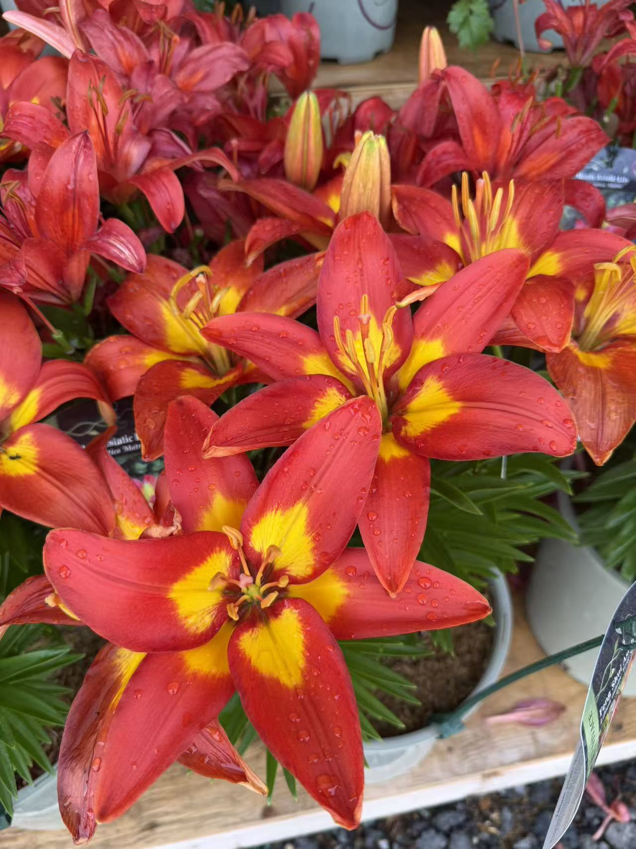 Feng Shui Asiatic Lily