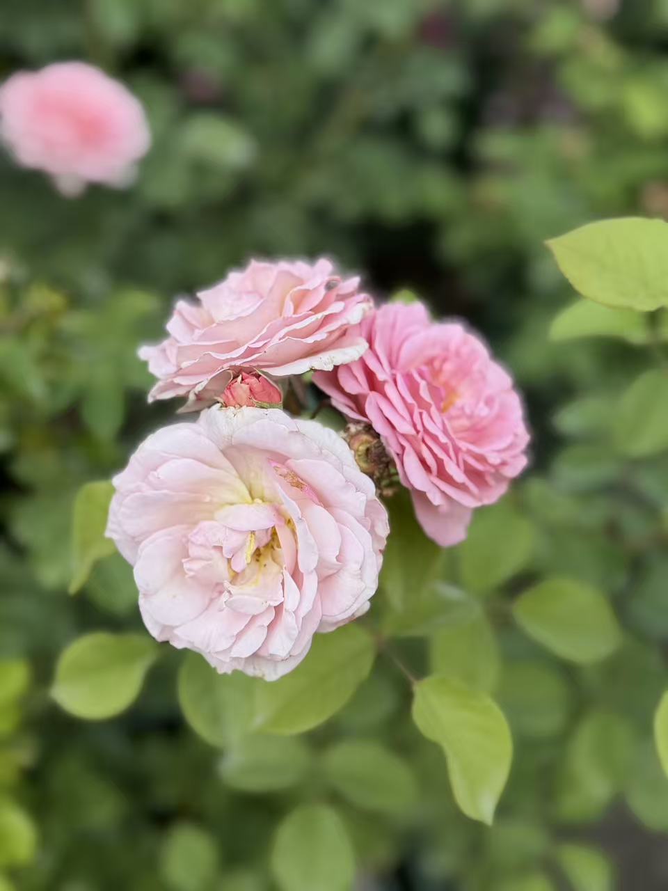 James Galway David Austin English Climbing Rose