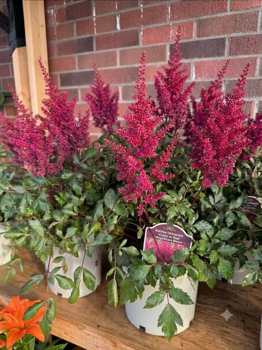 Astilbe 'Visions in Red'
