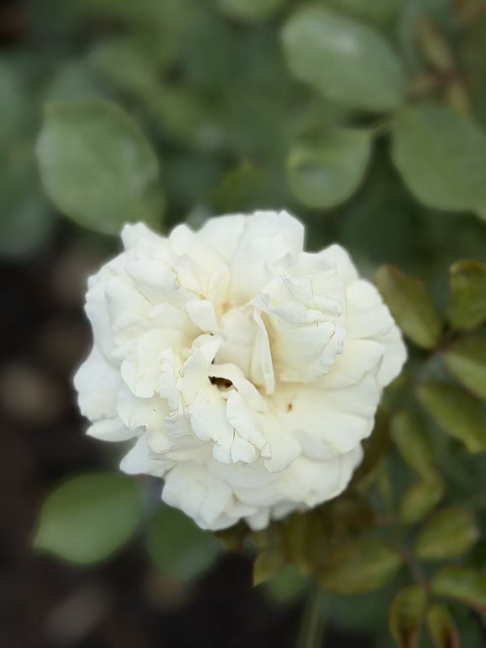 Eden Climber® White