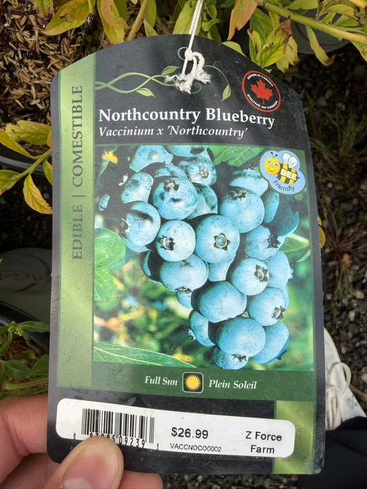 Blueberry 'Northcountry'
